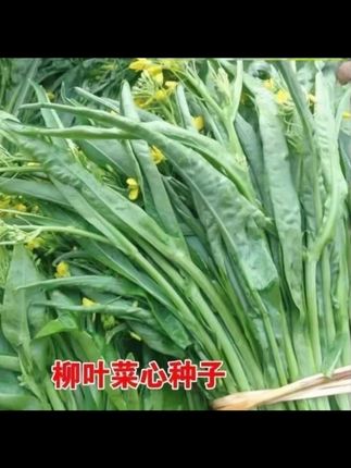【柳叶菜心种子】柳叶卷心菜春秋冬播种菜苔种子 【柳叶菜心种子】柳叶卷心菜春秋冬播种菜苔种子