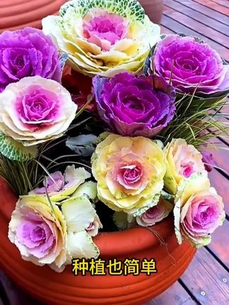 【彩色羽衣甘蓝种子】四季种植盆栽地栽阳台小院种植#花卉绿植 #爱生活爱养花 #园艺生活 #彩色羽衣甘蓝