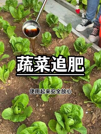 种菜不施肥,你说糊弄谁 #我的小菜园 #施肥 #黑金肥