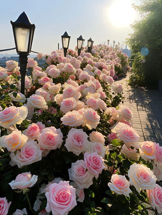 #家居绿植 #水培植物 #净化空气 #四季常绿