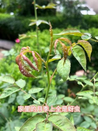 为啥养花人都爱用噻虫嗪?这 3 大优势太关键了! #花卉绿植 #种植小技巧 #噻虫嗪 #蚜虫 #蓟马
