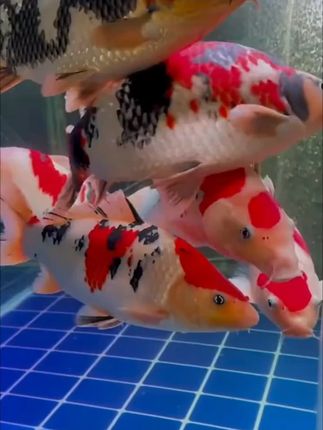 金鱼饲料锦鲤鱼饲料通用鱼食鱼粮兰寿龟粮食上浮型家用小金鱼饲料 #鱼饲料 #金鱼锦鲤饲料 #水族用品 #金鱼饲料 #鱼饲料推荐