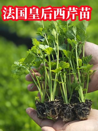种菜 寿光现挖【法国皇后芹菜苗】可以掰着吃的大肉芹脆嫩无丝好种植#新鲜蔬菜 #三农 #农业 #蔬菜 #我爱种菜