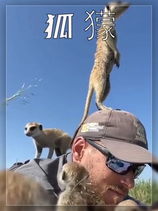 喜欢爬高高的狐獴 狐獴喜欢站在摄影师的头上瞭望,为了看的远一点,他还直接跳到了摄像机上面,把摄像师当成了工具人,狐獴家族非常团结,它们的首领是一位年长的雌性,为了躲避天敌它们会轮流放哨,如果发现异常它就会发出叫声来提醒你,小狐獴非常可爱,但一些年纪小的狐獴会在站岗的时候打瞌睡,样子非常搞笑,狐獴的社交广泛,无论什么动物它都可以融入进去,他会把小猫当做家庭的一员,给她梳理毛发,当然也少不了和它亲密无间的好朋友疣猪。#动物科普 #动物解说 #狐獴