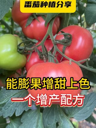 能膨果增甜上色,一个增产配方 #三农 #西红柿种植 #膨果肥 #番茄种植 #农业种植
