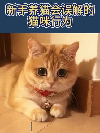 新手养猫会误解的猫咪行为,你中了几条呢#萌宠出道计划 #萌宠日常记录 #养猫干货 #猫粮测评