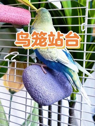 夏天就要给鹦鹉用这种冰冰凉凉的站台!#鹦鹉站台 #雪糕站台 #养鸟 #神奇动物在抖音 #鸟笼鸟具