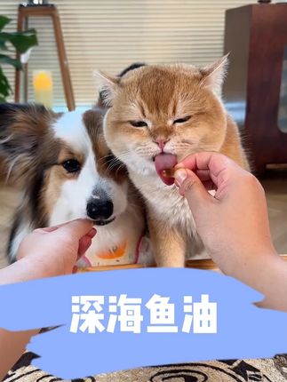 论鱼油还得是它!换毛季给毛孩子选择好的鱼油的重要性你都知道吗?#萌宠好物 #宠物鱼油 #狗零食 #新手养宠 #柯基