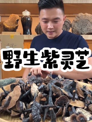 野生小紫灵芝菌 天然香无苦味500克包邮 #滋补养生食材 #快来一起尝个鲜 #紫灵芝 #好物分享 #天然香无苦味