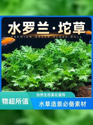 新手养鱼必备!水罗兰陀草,净水水质阴性草,易养易活,懒人小白造景神器! 让生活更贴近自然! #养鱼新手 #水草 #鱼缸造景 #鱼缸水草 #水草造景