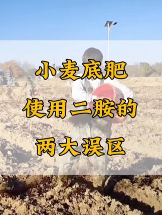 小麦底肥使用二胺的两大误区#农业种植 #小麦种植#小麦高产技术 #颗粒硼 #三农