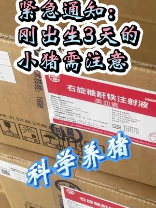 仔猪贫血不用怕,试试这款右旋糖酐铁 #兽药 #仔猪贫血 #仔猪补铁 #养殖 #养猪