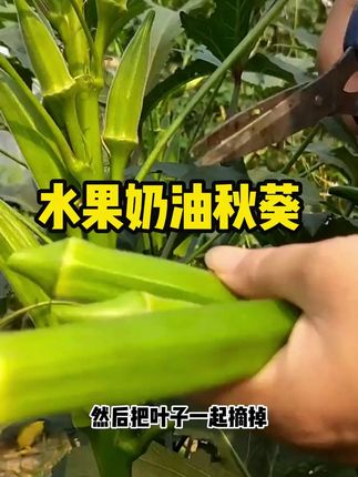 想吃秋葵的看过来吧,退款您种一款 这个吧,好种植易管易#种子 #秋葵 #种植 #三农