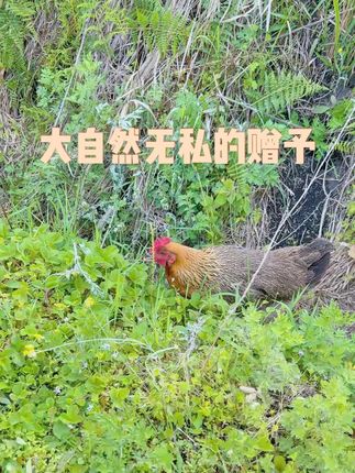大自然无私的赠予 #生态三农 #林下生态散养鸡 #绿色生态农业