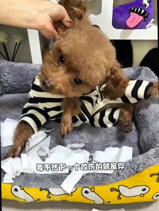 平时家里狗子犯了错,别再用手打了,国外养狗人都在用这个训犬拍,能够震慑狗狗! #宠物训犬拍 #训狗棒 #打狗棒