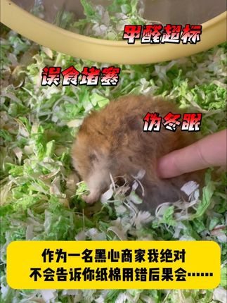 黑心商家绝不会告诉你的纸棉黑幕❗❗❗ #仓鼠宝宝的日常 #养鼠日常分享 #金丝熊 #新手养鼠 #纸棉