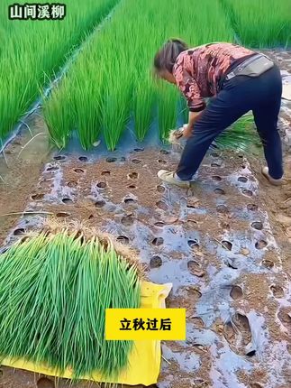 这是一款神奇的小香葱,一粒种子就能长出一把葱来!#种菜  #蔬菜种子  #葱  #分葱 1