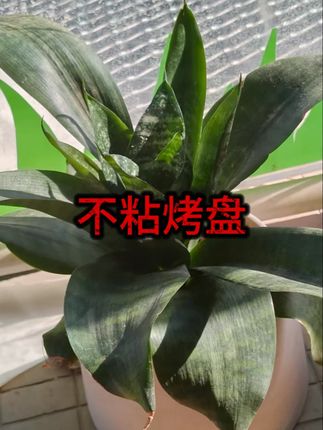 家用室内无烟不粘锅多功能烤肉盘电烤盘电烧烤炉烤串机烤鸡翅 #电烤盘 #烤肉盘 #电烤盘烤肉