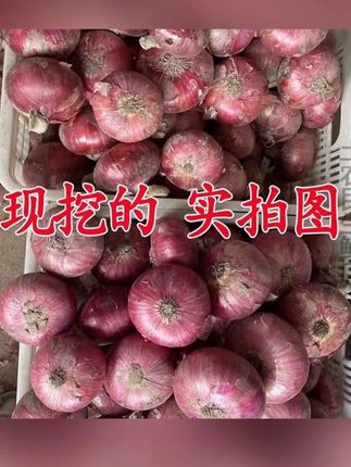 又脆又嫩!还带着清甜的口感!真的巨好吃!生吃,炒菜,凉拌都很不错!关键到手5斤超划算!#优质农产品 #洋葱 #小洋葱 #云南迷你小洋葱 #妈呀太好吃了