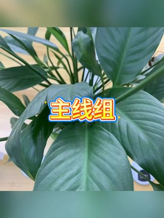 巨物线组 #钓鱼装备 #青鱼专用 #高强度鱼线 #巨物线组 #主线组
