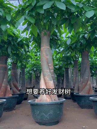 【发财树专用】家庭园艺发财树专用营养液水培生长土壤烂根#发财树营养液 #家庭园艺 #水培生长 #防烂根 #植物营养液