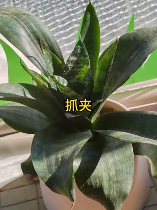 高质量 Z字形珠珠抓夹复古小众发夹女新款鲨鱼夹后脑勺盘发夹发饰 #抓夹  #头饰发饰  #鲨鱼夹