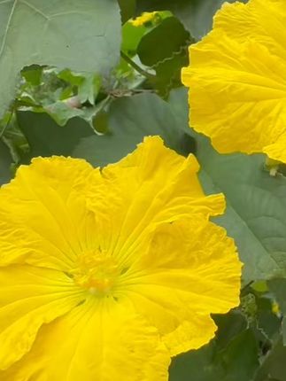 白芷粉去腥增香香料调味料七子白原料白芷香料炖猪蹄羊肉100g 做菜#炖汤 调肉馅想要好吃这个#白芷粉 一定少不了,它#去腥增香 除异味真的很不错,平时做#家常菜100道开胃下饭 #饺子皮的花样吃法 #除异味真的很 包子炖汤等都很不错#包子炖汤等都