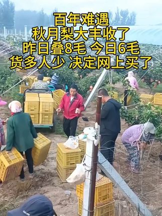 #秋月梨大丰收了 #秋月梨熟了 #现摘现发新鲜到家 #新鲜采摘新鲜发货 #新鲜应季水果