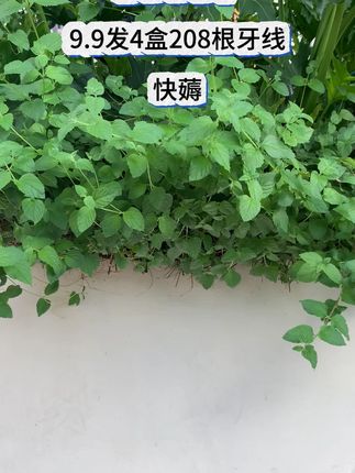 青年超细双线牙线棒盒装高弹力家庭装