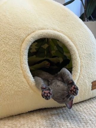 不仅是个锁温的窝还是一个躲藏屋啊,价格合适 #萌宠好物 #猫窝推荐 #猫咪窝四季通用