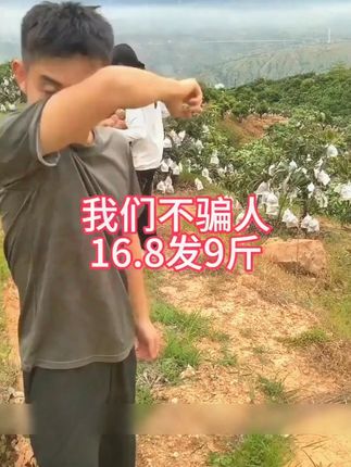 攀枝花的凯特芒果成熟了#凯特芒果 #产地直达 #新鲜水果 S