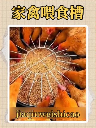 再也不怕鸡群抢食!新型喂鸡食槽 #喂鸡神器 #鸡鸭鹅养殖 #家禽养殖技术分享 #喂鸡食槽