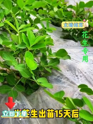 #种植小技巧 #农业种植