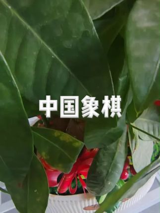 棋魂中国象棋磁性儿童益智便携折叠磁性像棋带棋盘初学者大号套装 #象棋 #中国象棋 #磁性象棋 #下棋 #放下手机