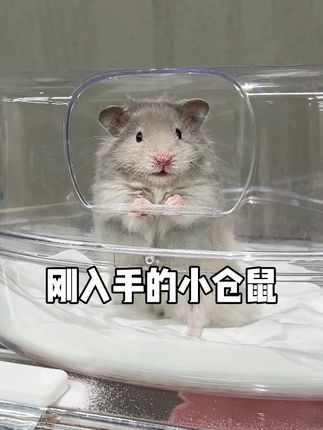 这浴沙简直是仓鼠的本命沙,一进去就开启 “疯狂翻滚” #布卡星#萌宠好物#仓鼠浴沙