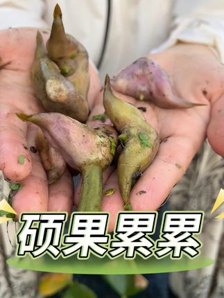 长长的藤,大大的果实,菱角丰收了! 好吃的菱角管够,家人们快来吃啊#粉糯香甜 #新鲜采摘 #菱角