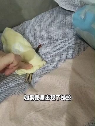 家里的角角落落放一瓶,蟑螂都躲远远的,全屋干干净净哈#蟑螂 #好物分享 #蟑螂神器