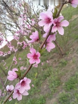 牙刷