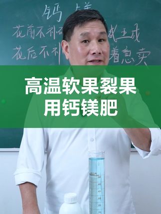 如果你的果实现在出现裂果,落果,那大概率是缺了钙镁! #软果 #裂果 #钙镁 #叶面肥 #三农种植