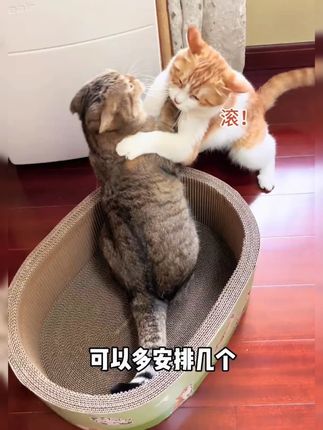 猫猫天生喜欢睡洗手盆,这个加厚加深的盆式猫抓板窝,简直戳中猫猫心窝窝!#猫窝 #猫抓板 #新手养猫 #养猫经验分享 !