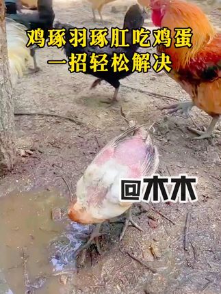 鸡 #生态散养土鸡 #养鸡人 #农村散养土鸡 #走地鸡 #鸡蛋