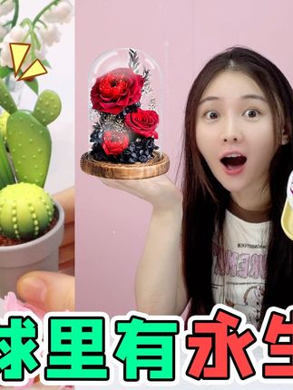盲球里有“永生玫瑰”!花香味能吸引来小蝴蝶,竟抽到永生仙人掌 #植物盲球 #寻宝