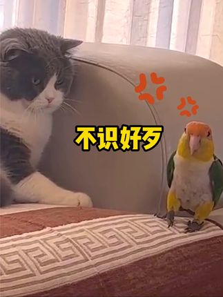 猫后生配音秀
