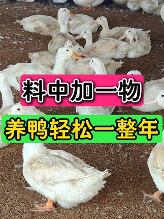 料中加一物养鸭轻松一整年 #蛋鸭养殖