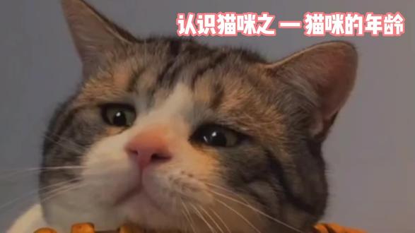 如何判断猫咪的年龄?让我来教教你吧 #分享科普知识 #猫咪 #猫咪知识 #养猫必备 #认识猫咪 猫咪知识分享