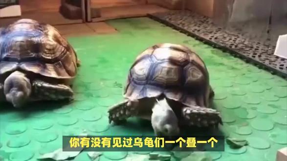 乌龟为啥爱“叠高高”?原来是这个原因 #乌龟叠罗汉 #乌龟叠叠乐 #乌龟喂食