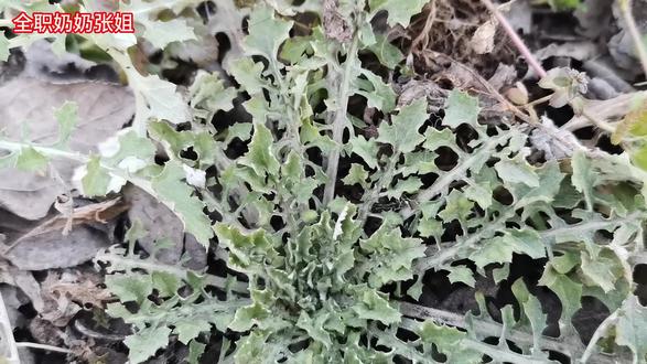 野生的泥胡菜是个宝,它的妙用厉害了,快来了解一下