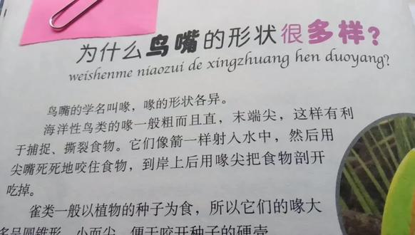 为什么鸟嘴的形状很多样?原因简单明了