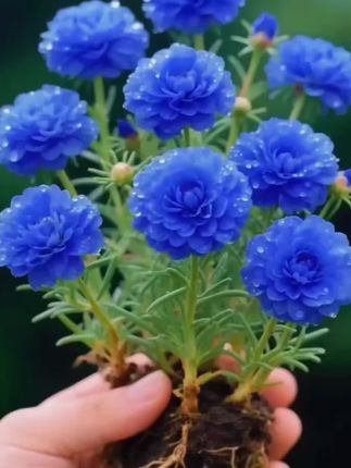 #重瓣太阳花 #我的花花草草🌸🌸 #新品太阳花#爱生活爱养花