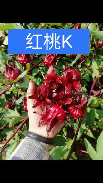 红桃k又称玫瑰茄具有补气养血延缓衰老美容养颜等功效可以泡酒泡茶
